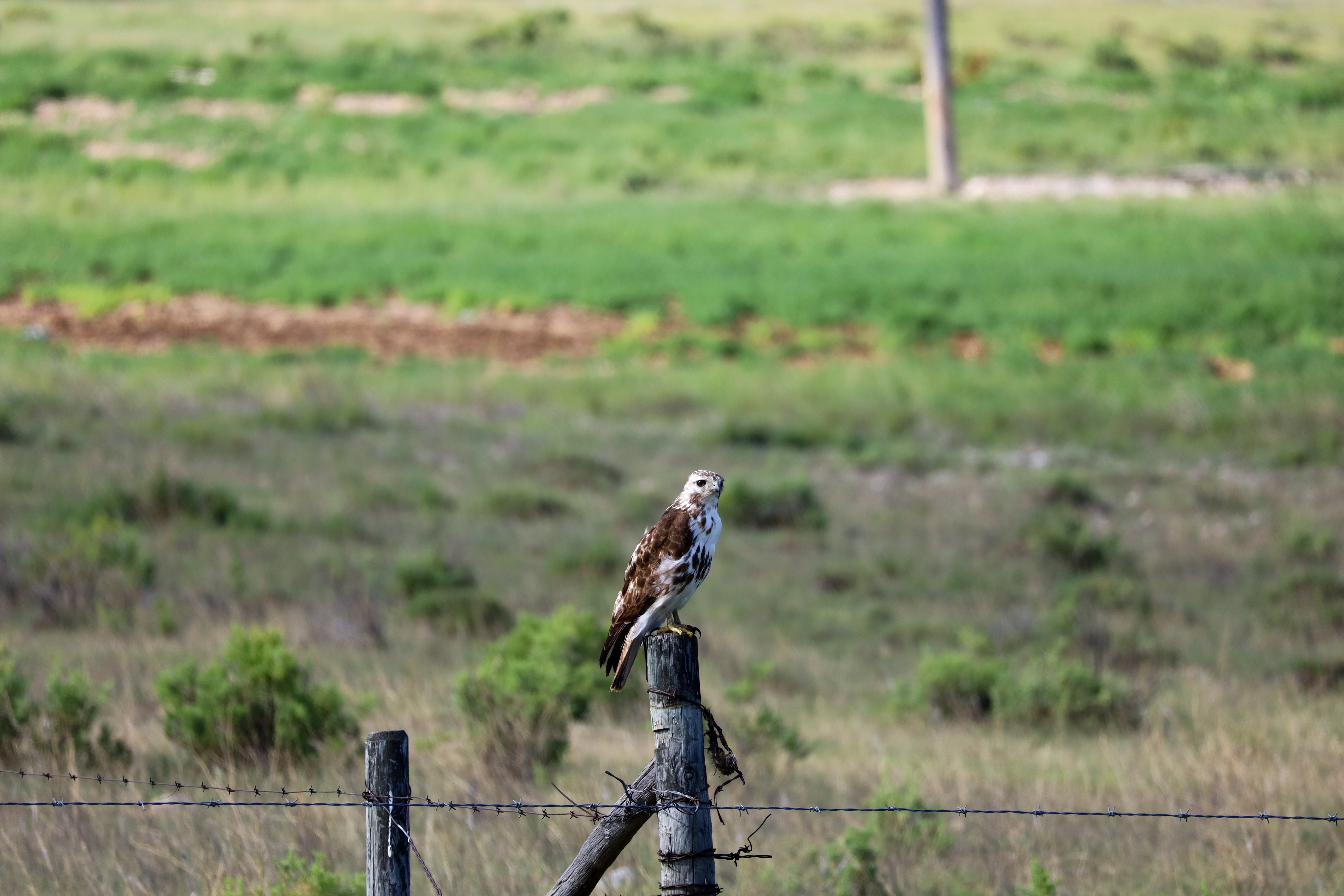 A hawk sits on a fence with a grassy field in the background 