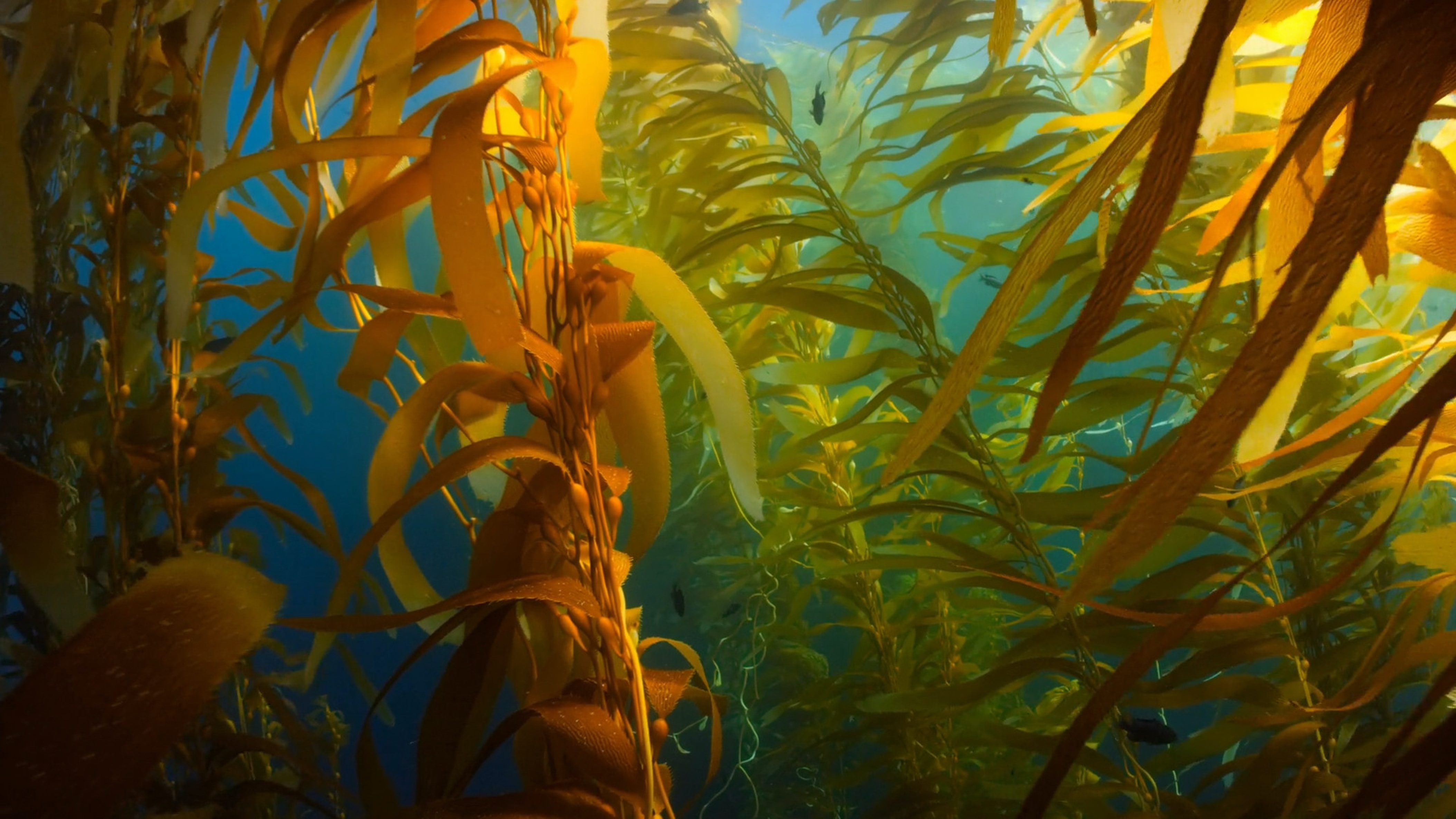 Underwater view of kelp 