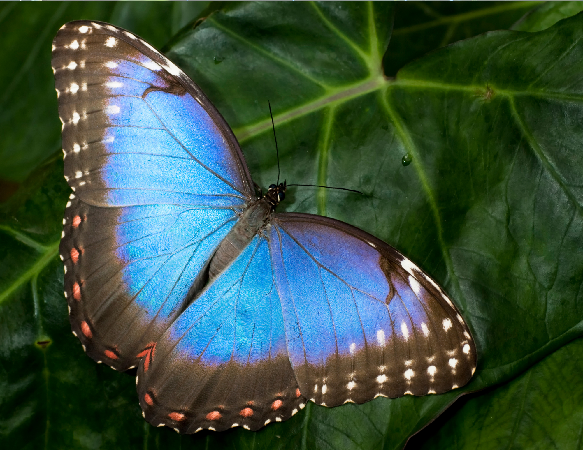 blue morpho butterfly