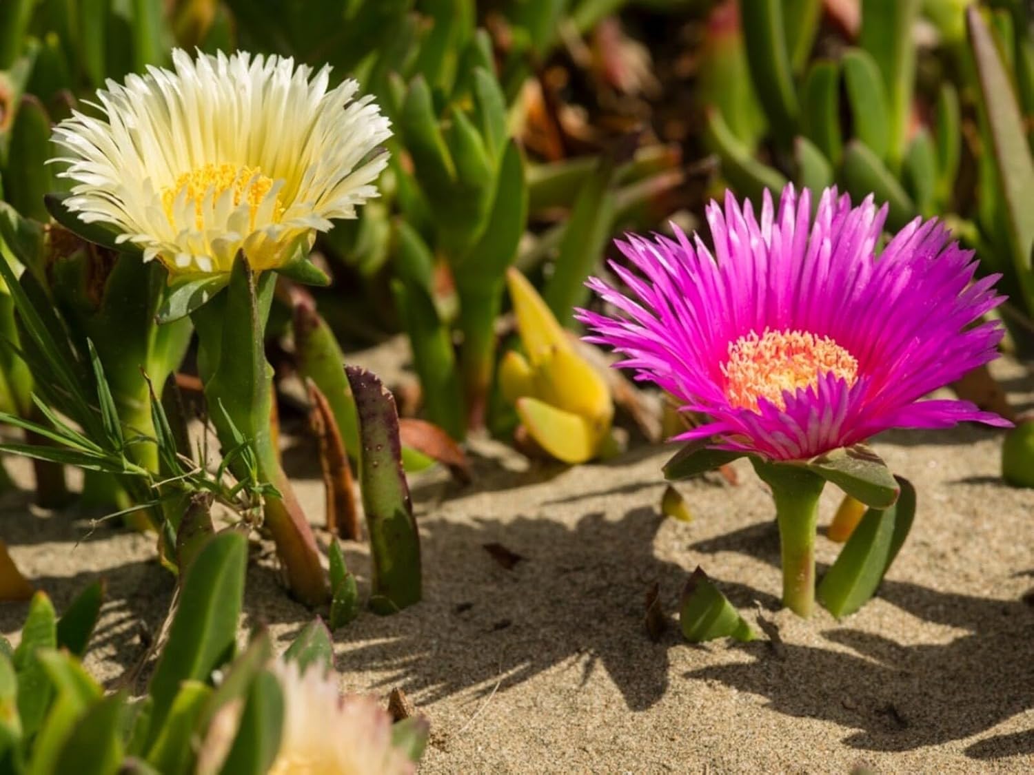 Pink and yellow iceplant flower variation (Credit: AlessandroZocc).