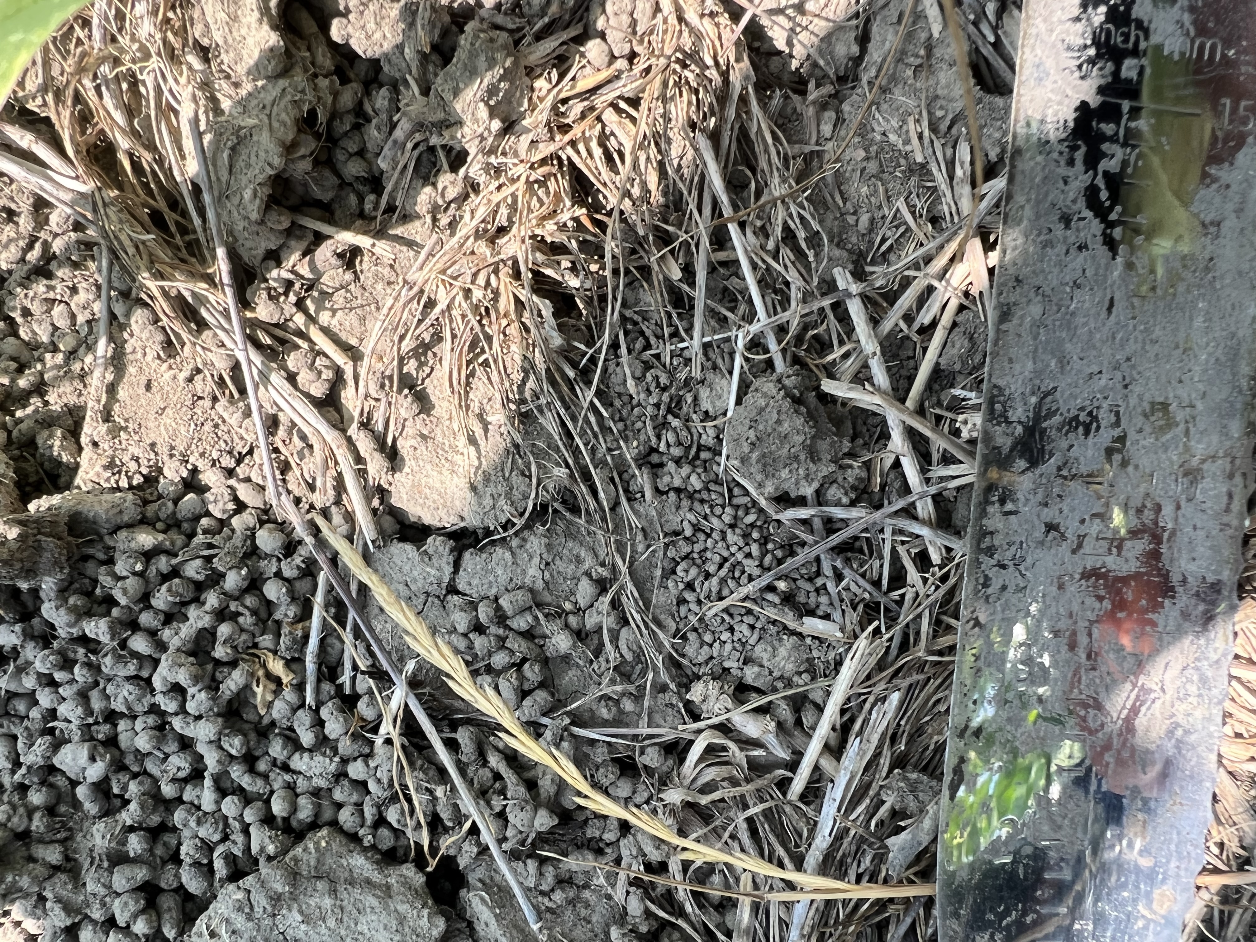 Biogenic aggregates, clumps of dirt made by soil dwelling animals with a silver ruler for scale.