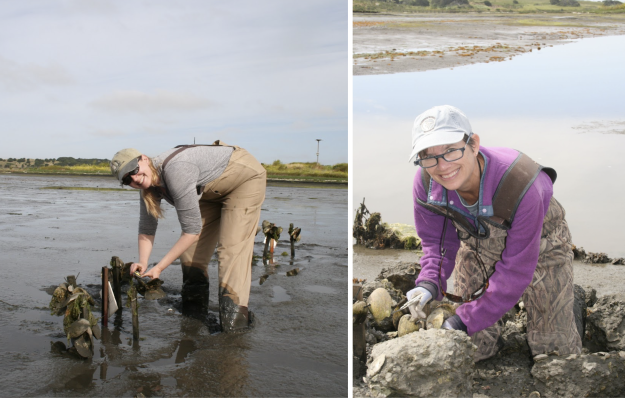 Oyster researchers
