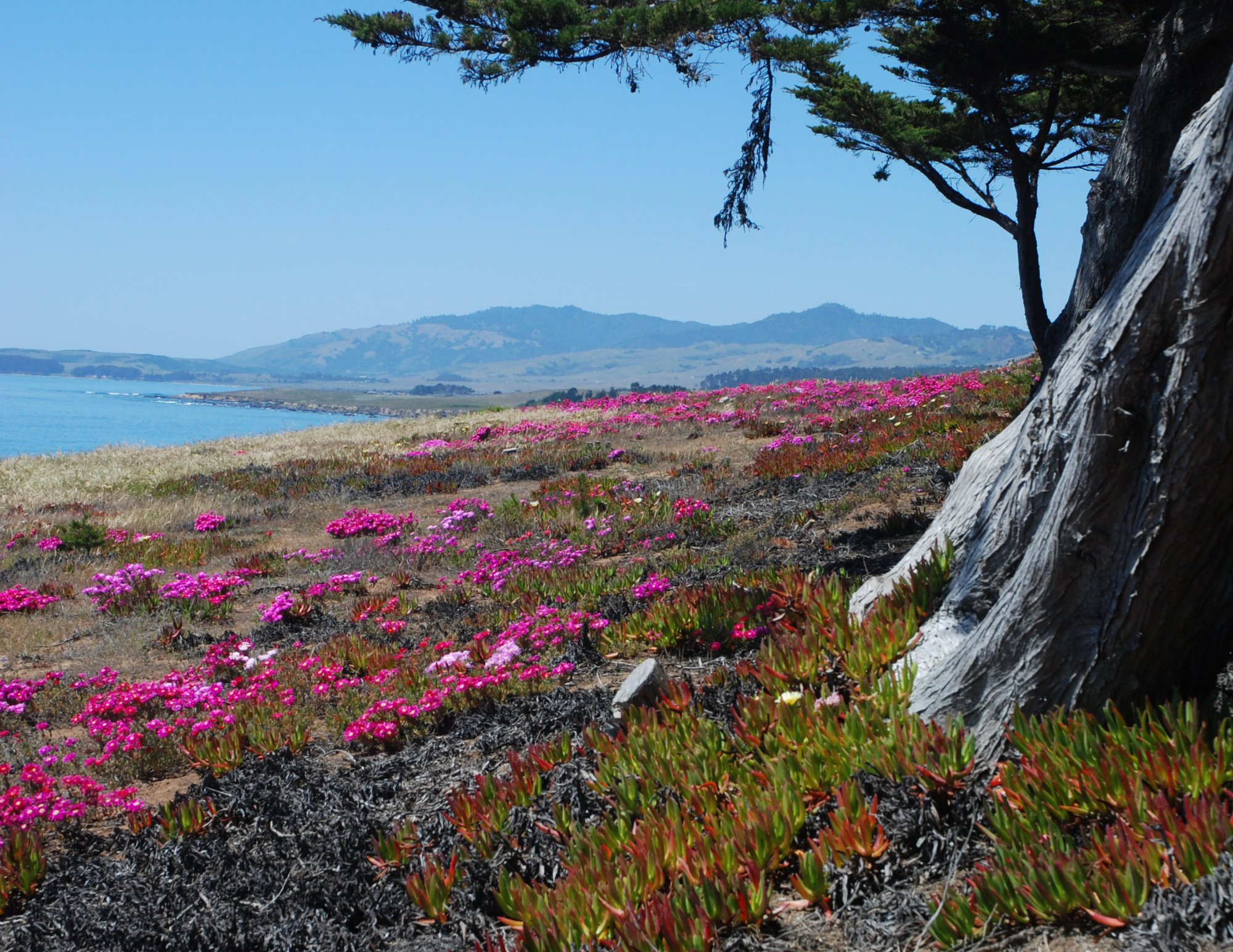 iceplant on the sandy coast, with erosion and a monterey cypress tree