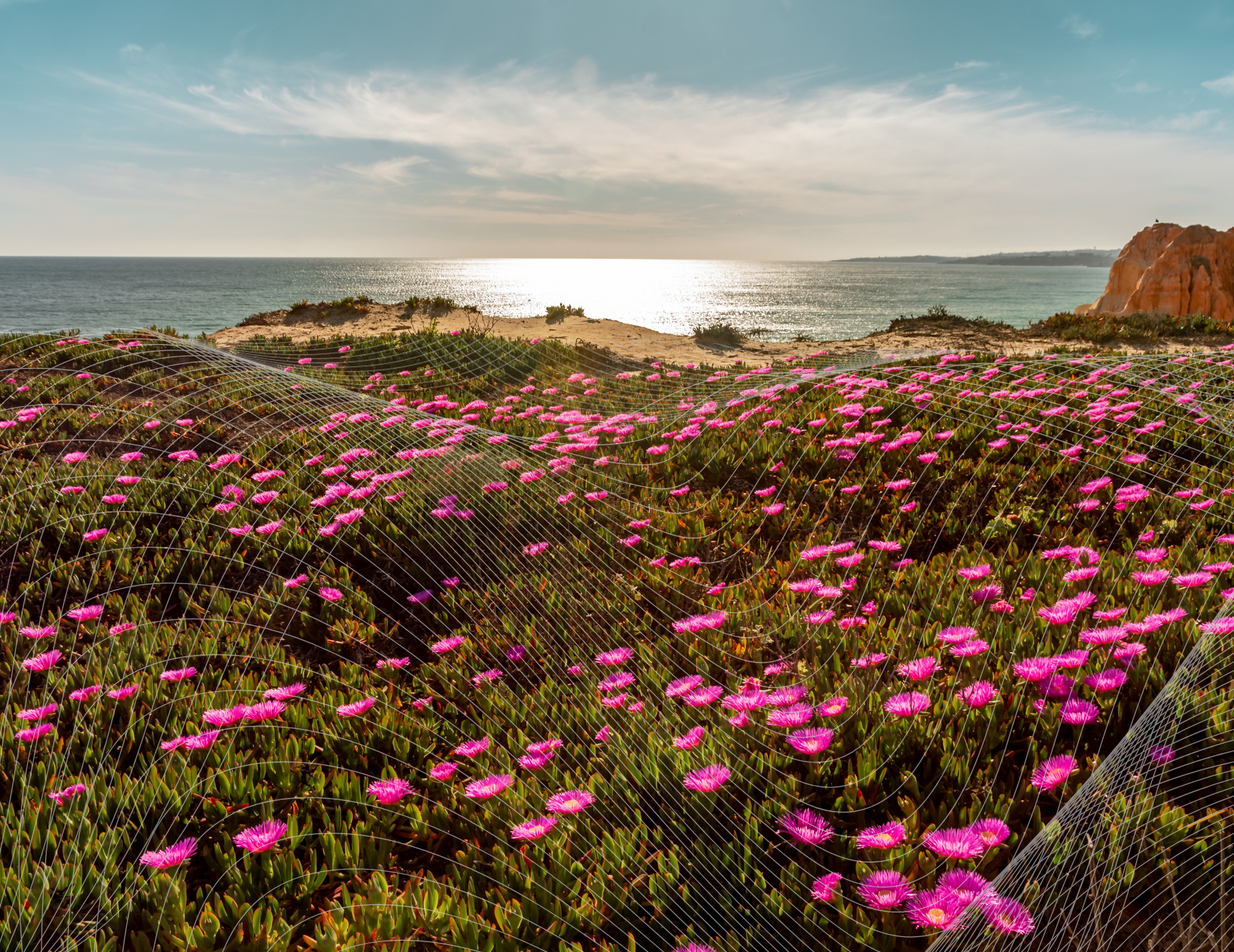 iceplant on the sandy coast, with ocean and cliff in the background. sunny with white data overlay