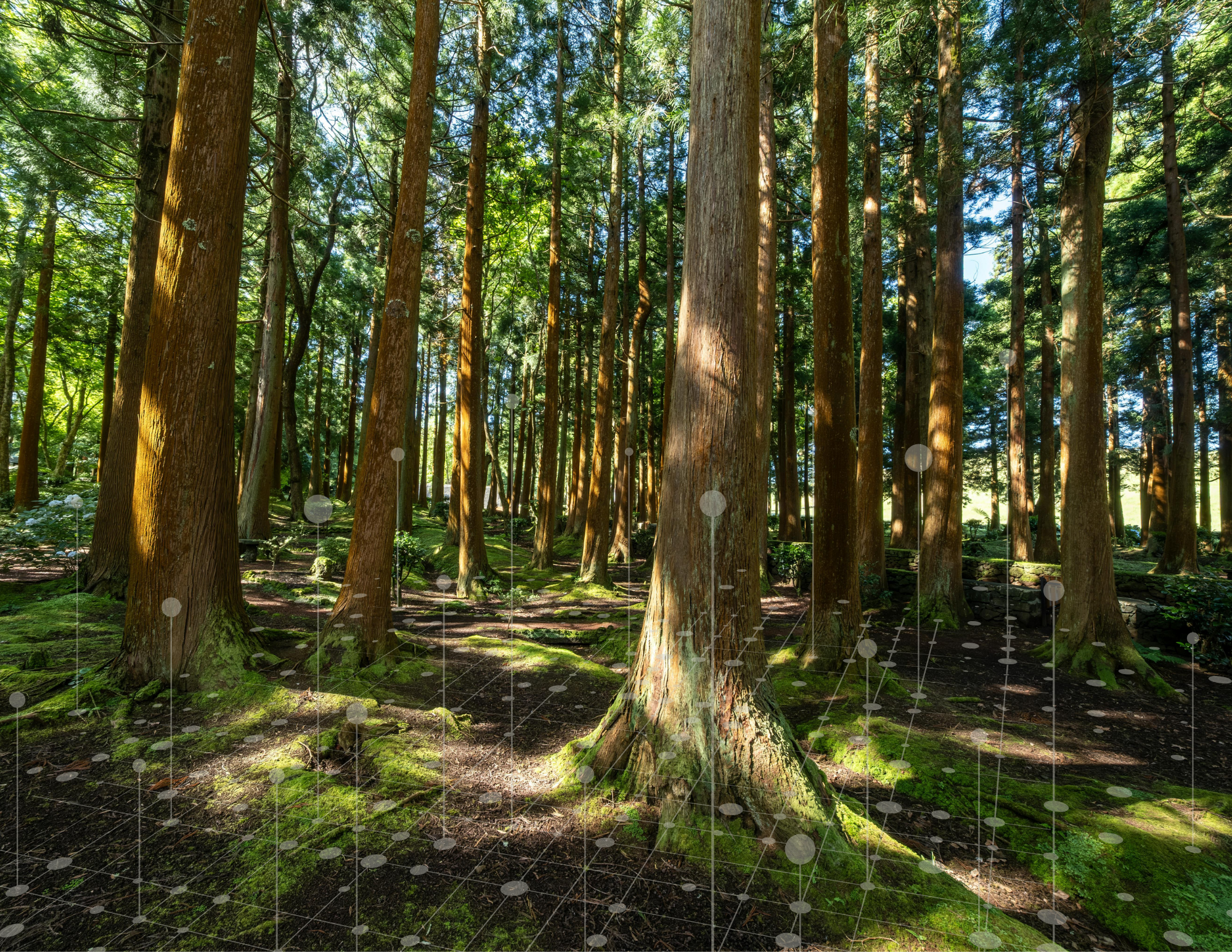 trees in a forest with data overlay