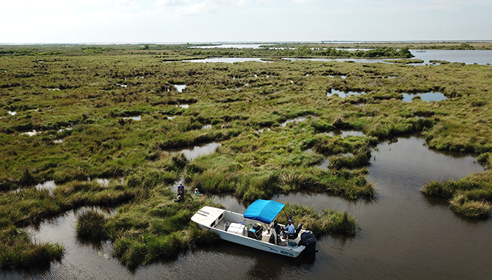 A boat sails in the gulf of mexico near Mangrove forests