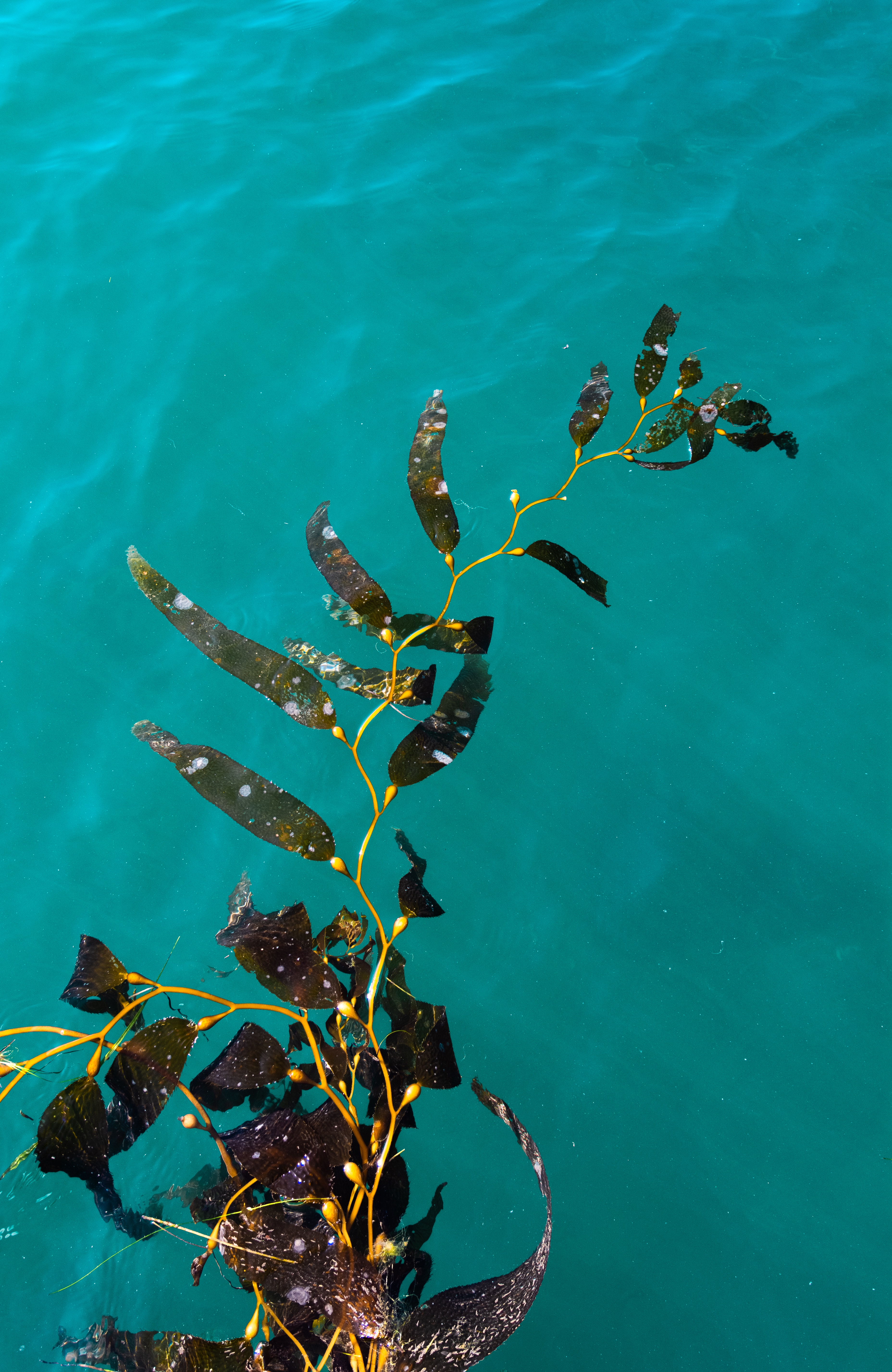 An image of kelp at the surface