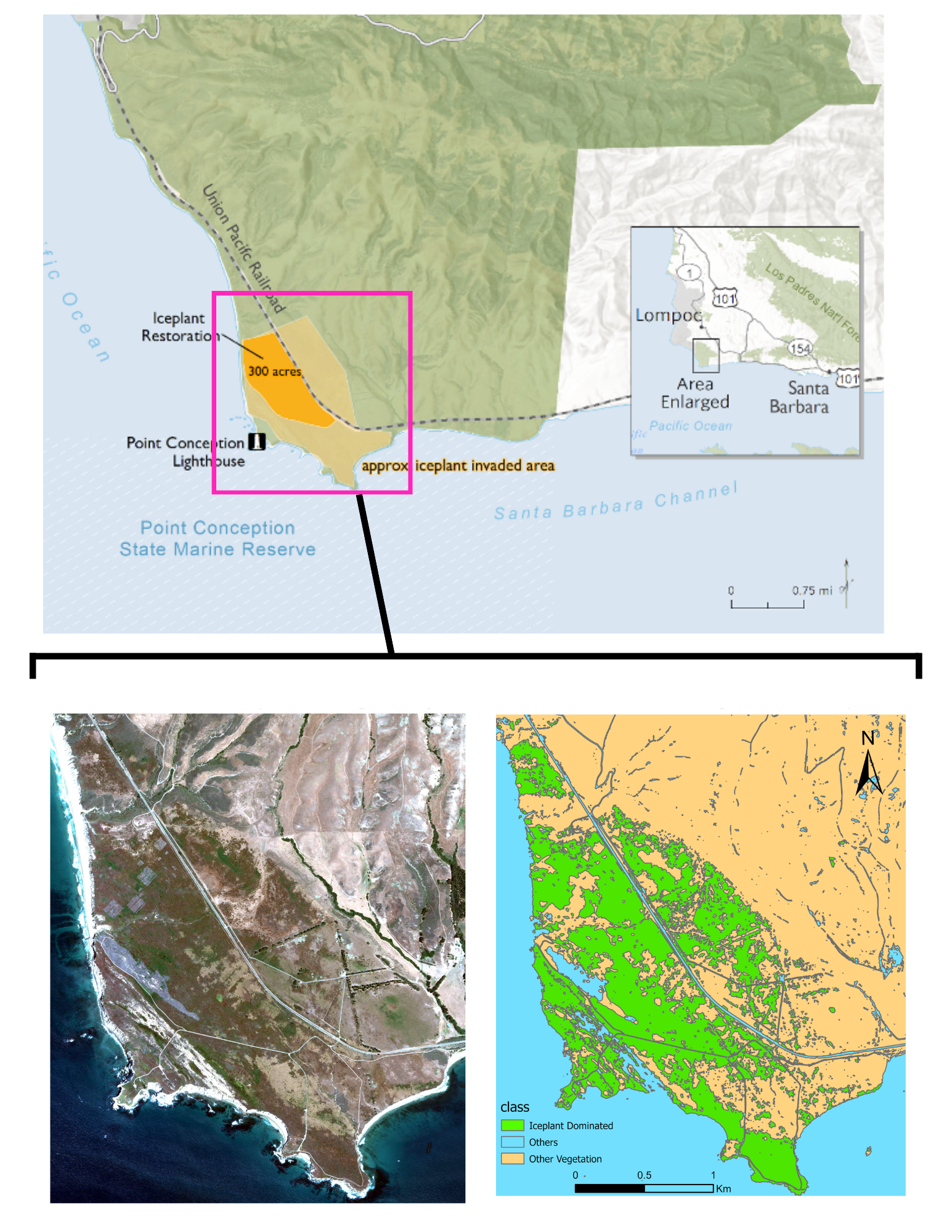 map of dangermond then a zoom in of the area where iceplant is being looked at and then the data map of the same place