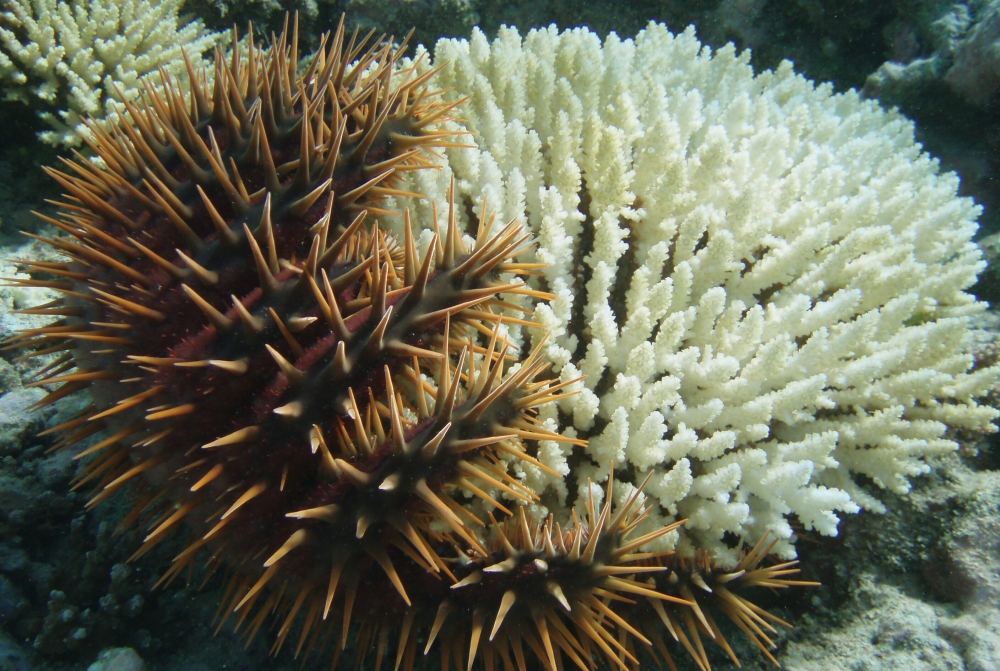 Crown of thorns starfish on bleached coral