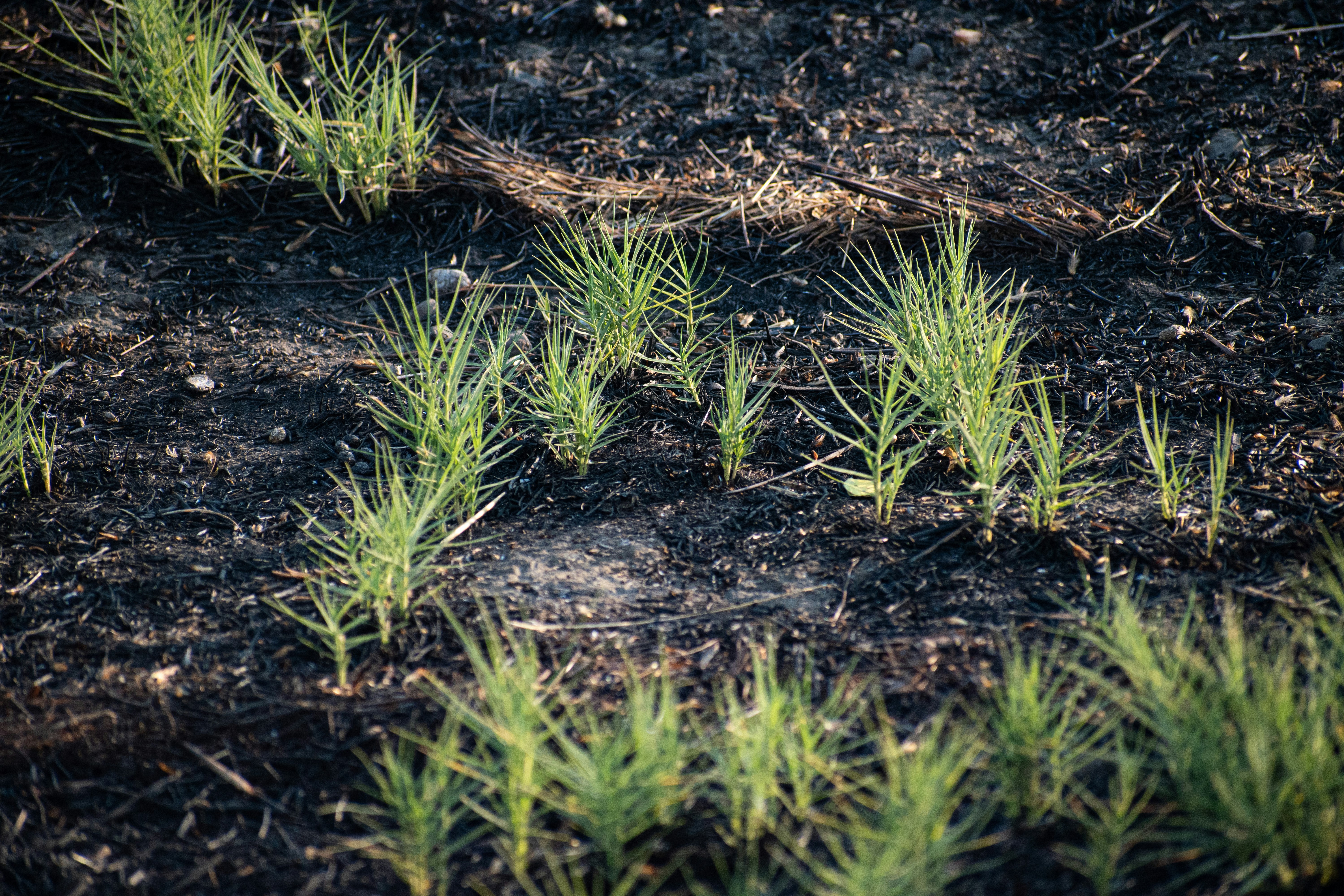 green growing post fire