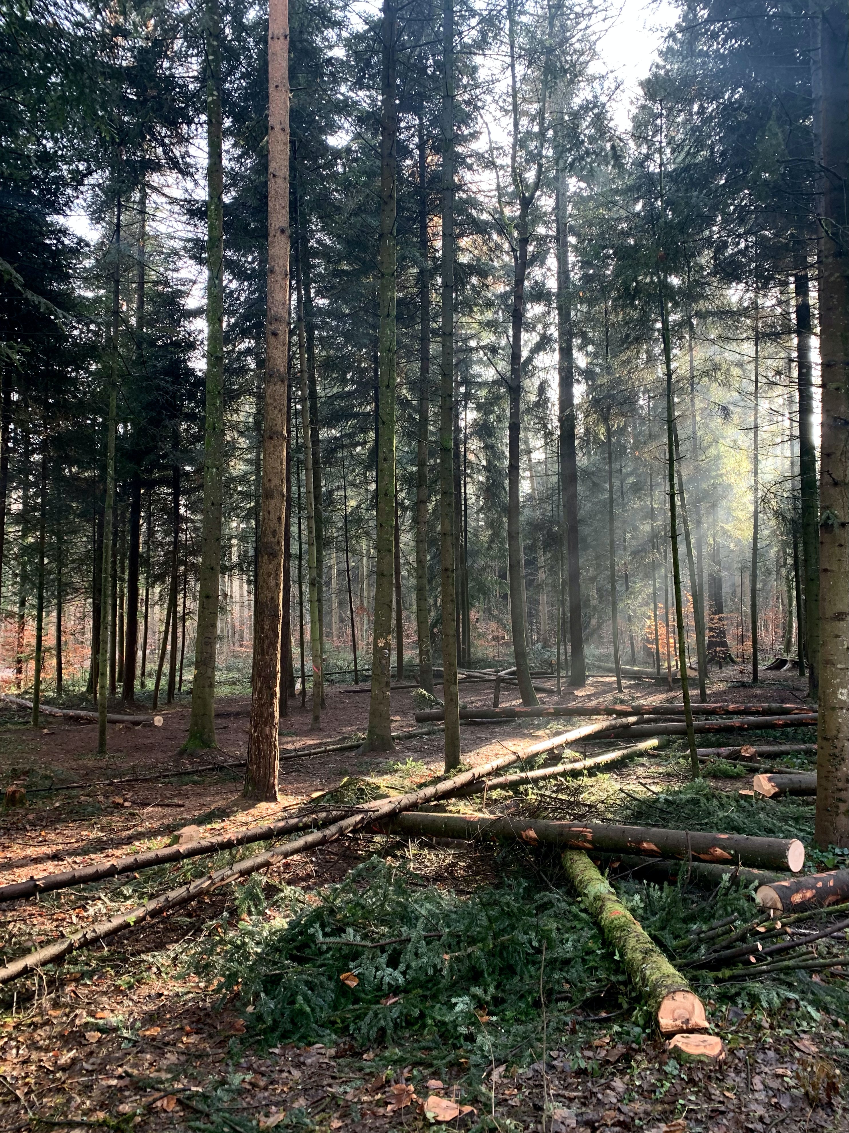 an image of a forest with downed trees