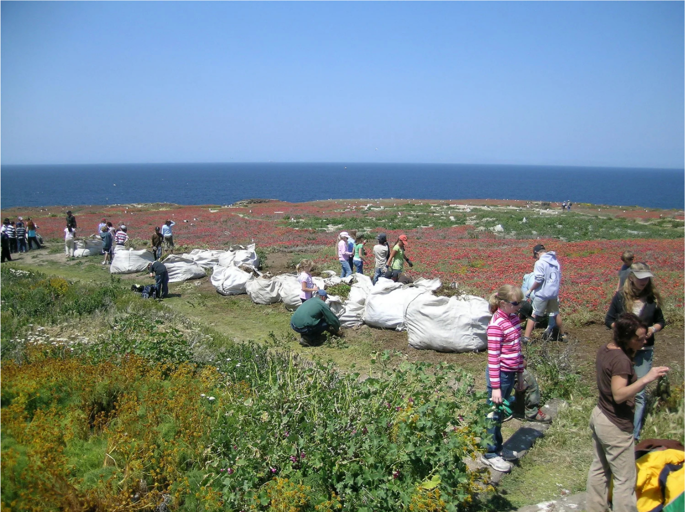 people moving iceplant in large bags removing it from channel islands