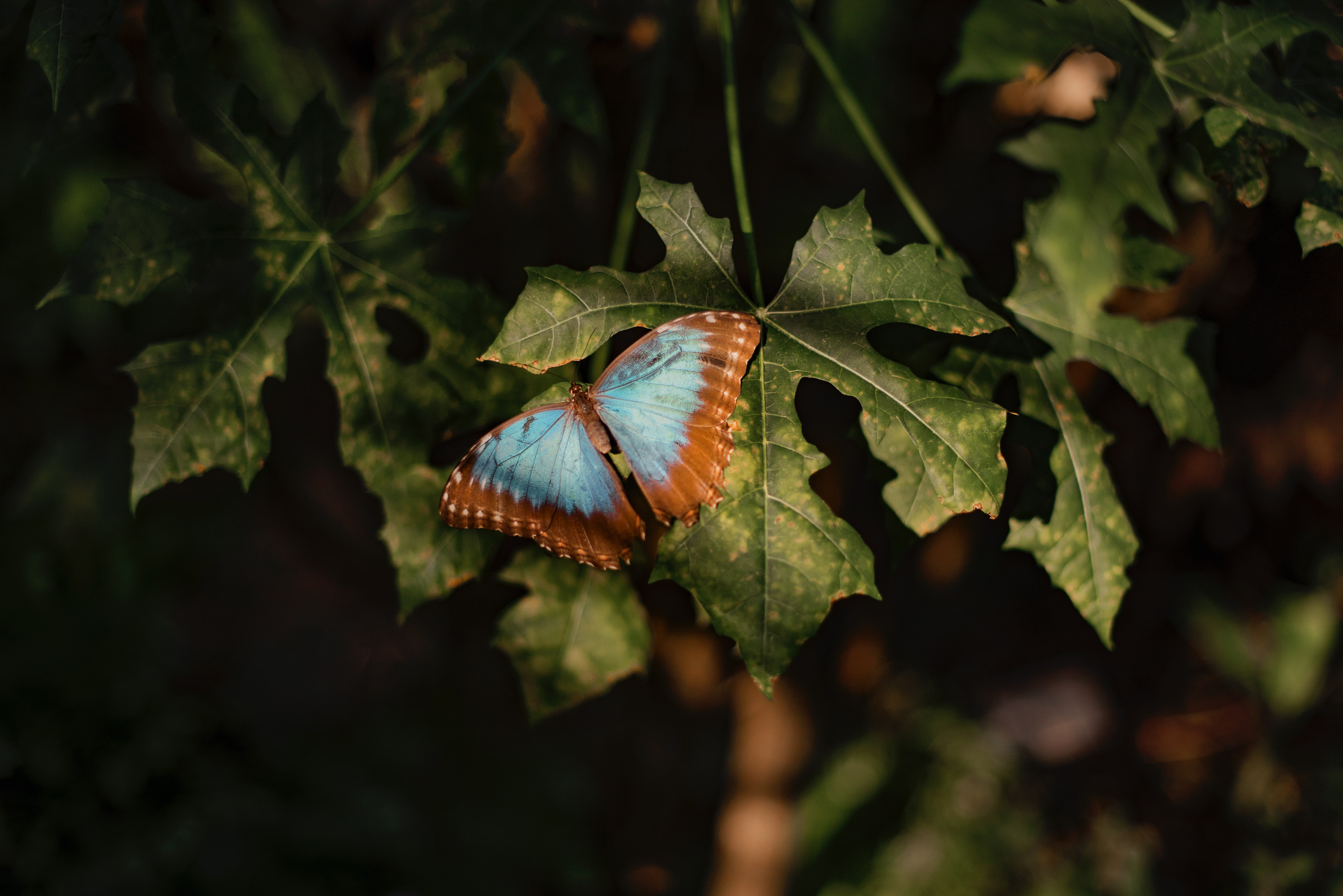 A Morpho Butterfly with blue wings rests on green foilage