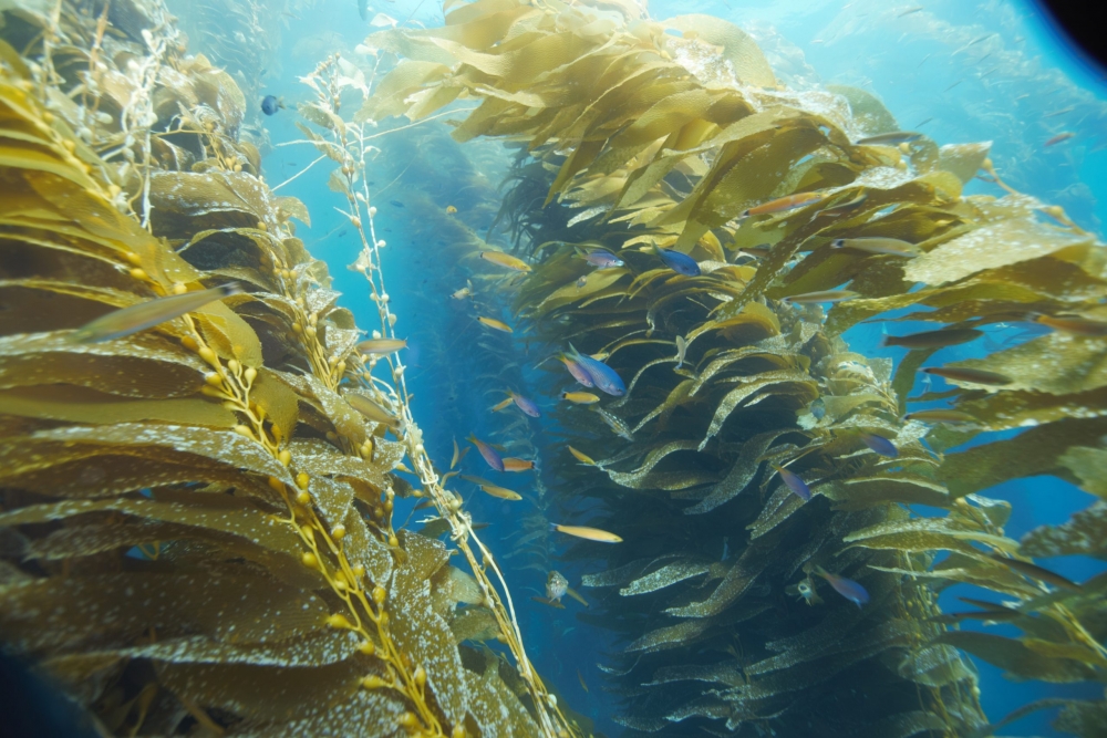 Kelp forest image