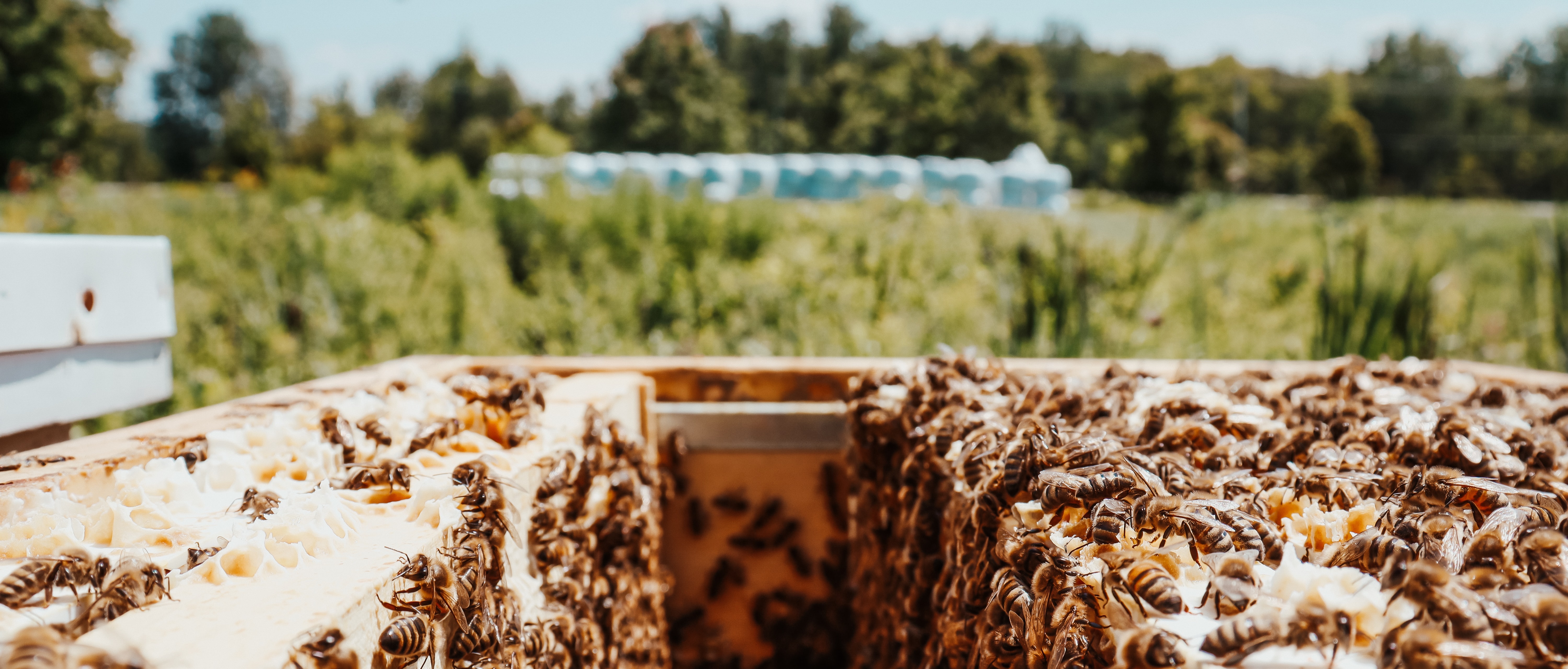 Bee hive point of view with bees and trees