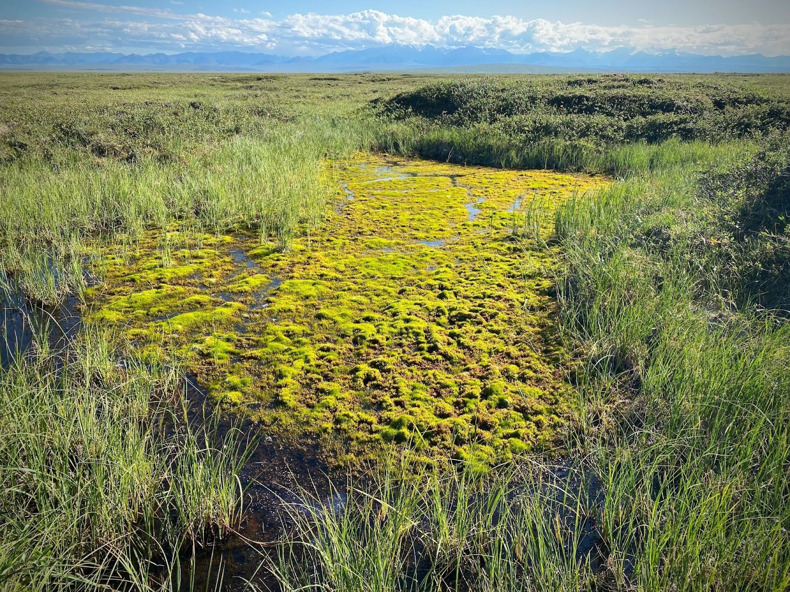 Mosses growing in what used to be a pond that formed due to ice-wedge degradation (thawing of ice-rich permafrost), Jago, Arctic National Wildlife Refuge, July 2025. Photo by Anna Liljedahl.