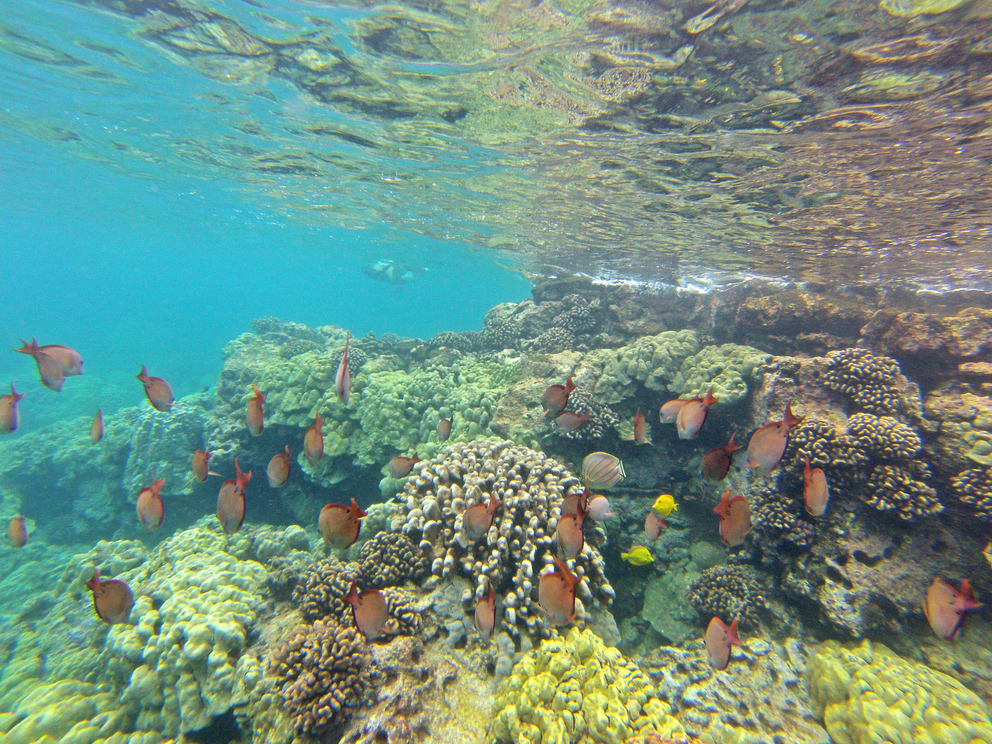Fish at a coral reef