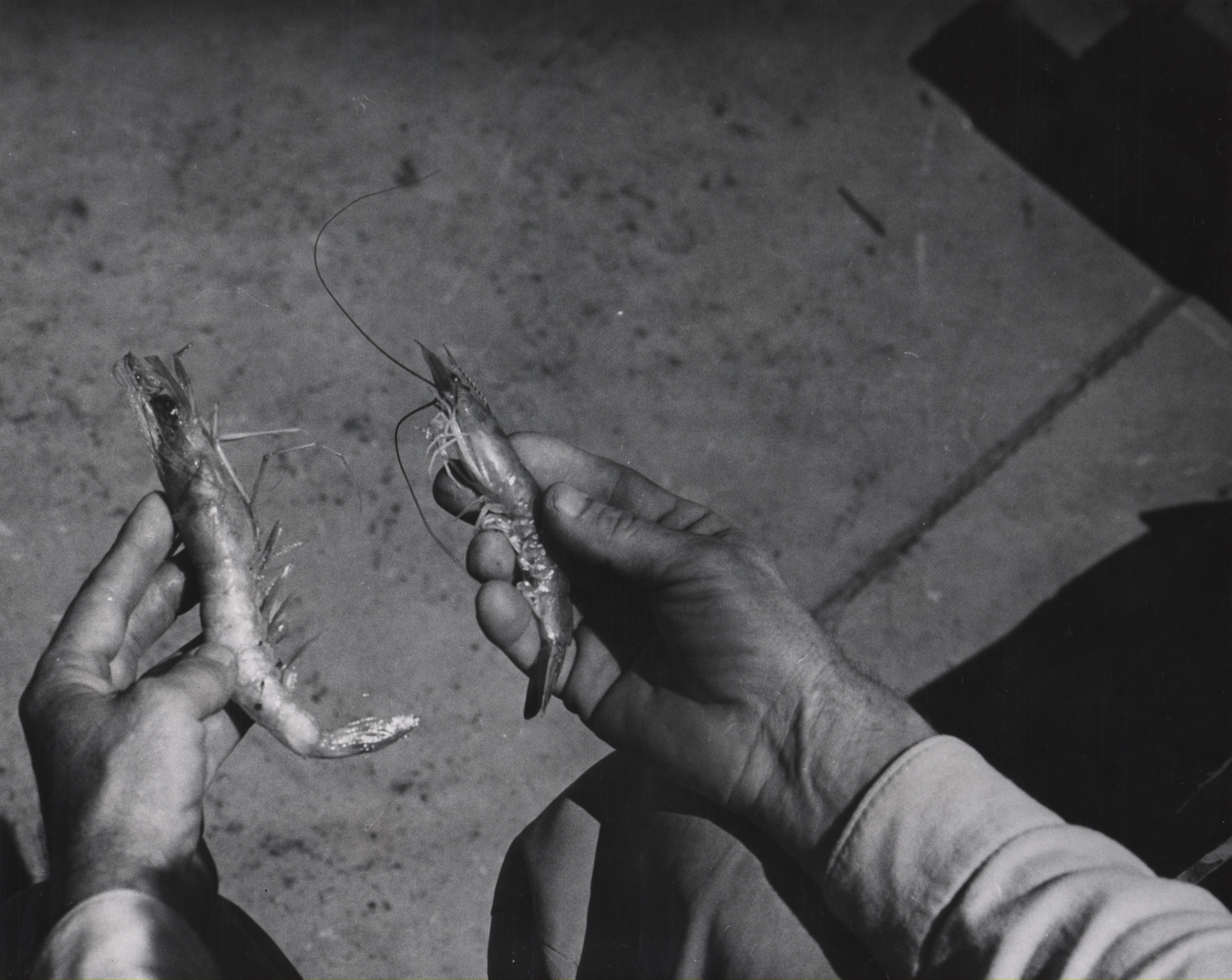 black and white photo of person holding shrimp