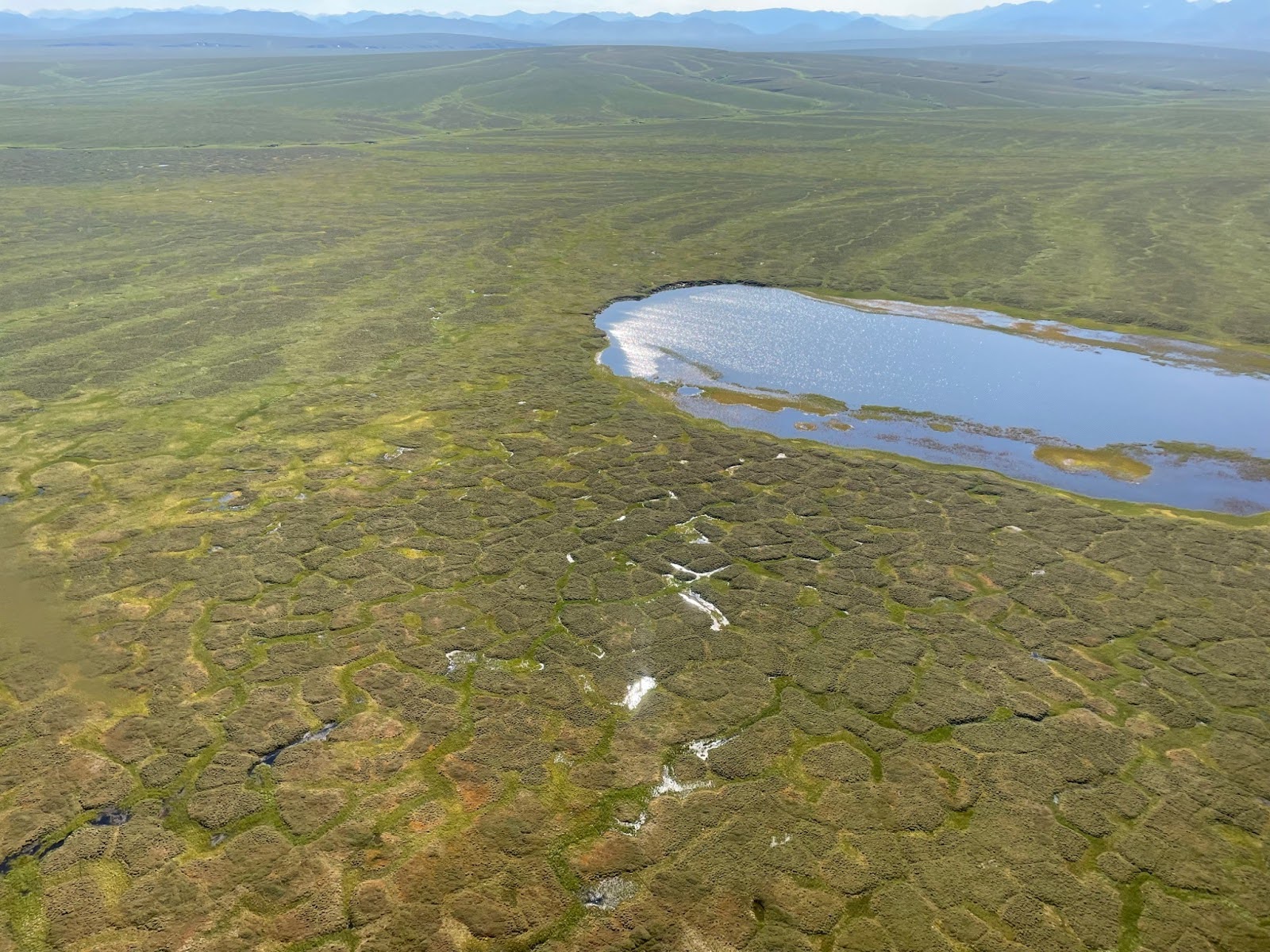 Photo by Emily Longano. Ice-wedge polygons with troughs in the Arctic National Wildlife Refuge, Northeast Alaska.