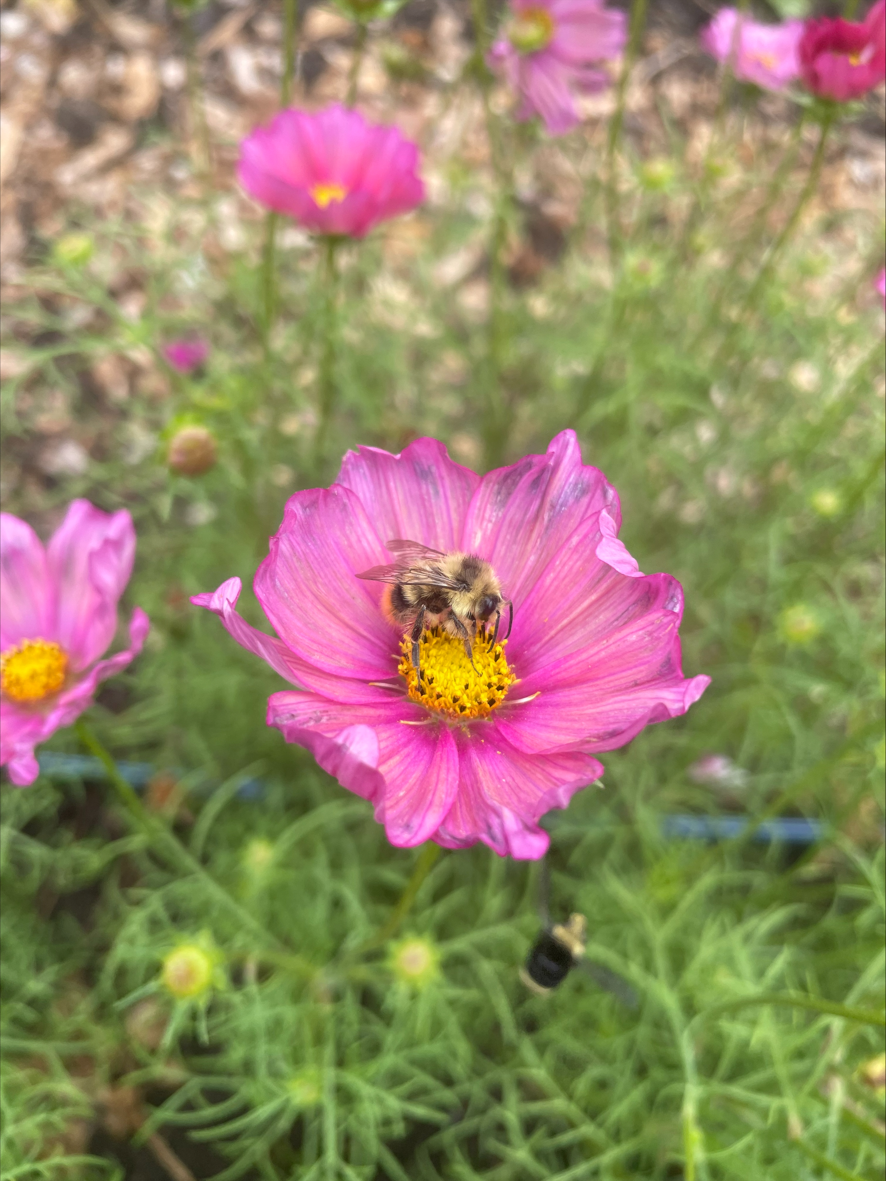 A bee pollinates a purple flower
