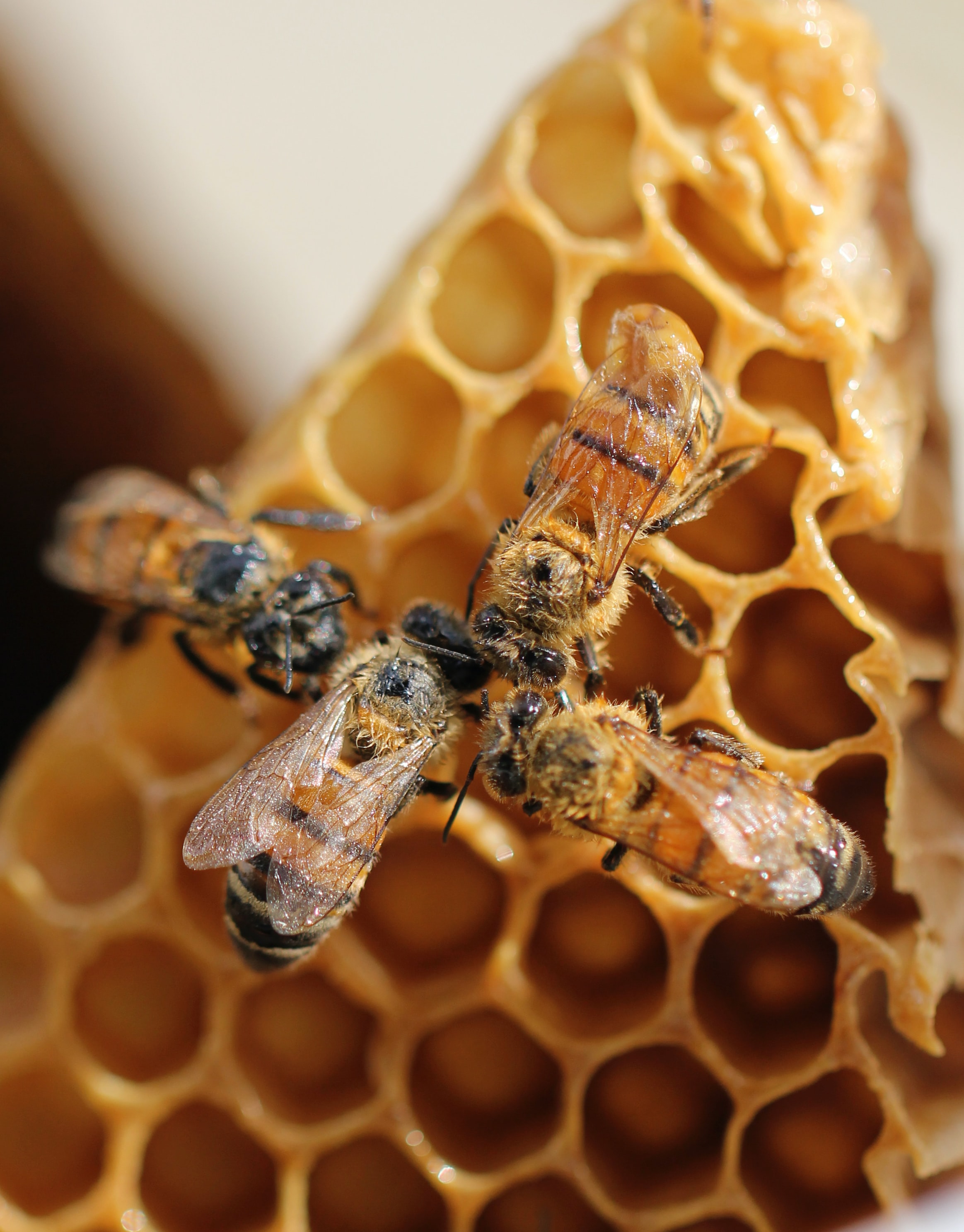 Four bees facing each other with heads touching with honeycomb behind them