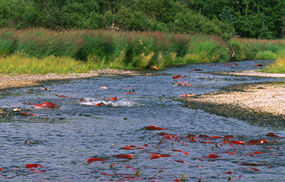 Sockeye Run