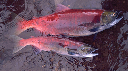 Two Sockeye Salmon