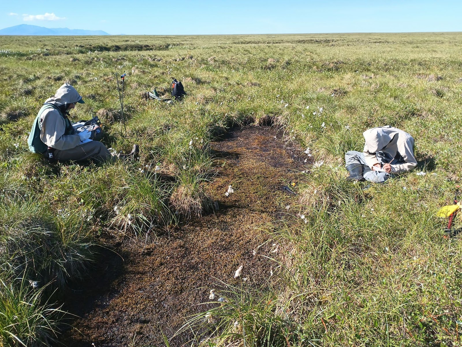 Dave and Owen characterizing a pond, which formed due to thawing of ice-rich permafrost, that has been completely filled in with mosses. ANWR, NW Alaska. Photo by Anna Liljedahl.