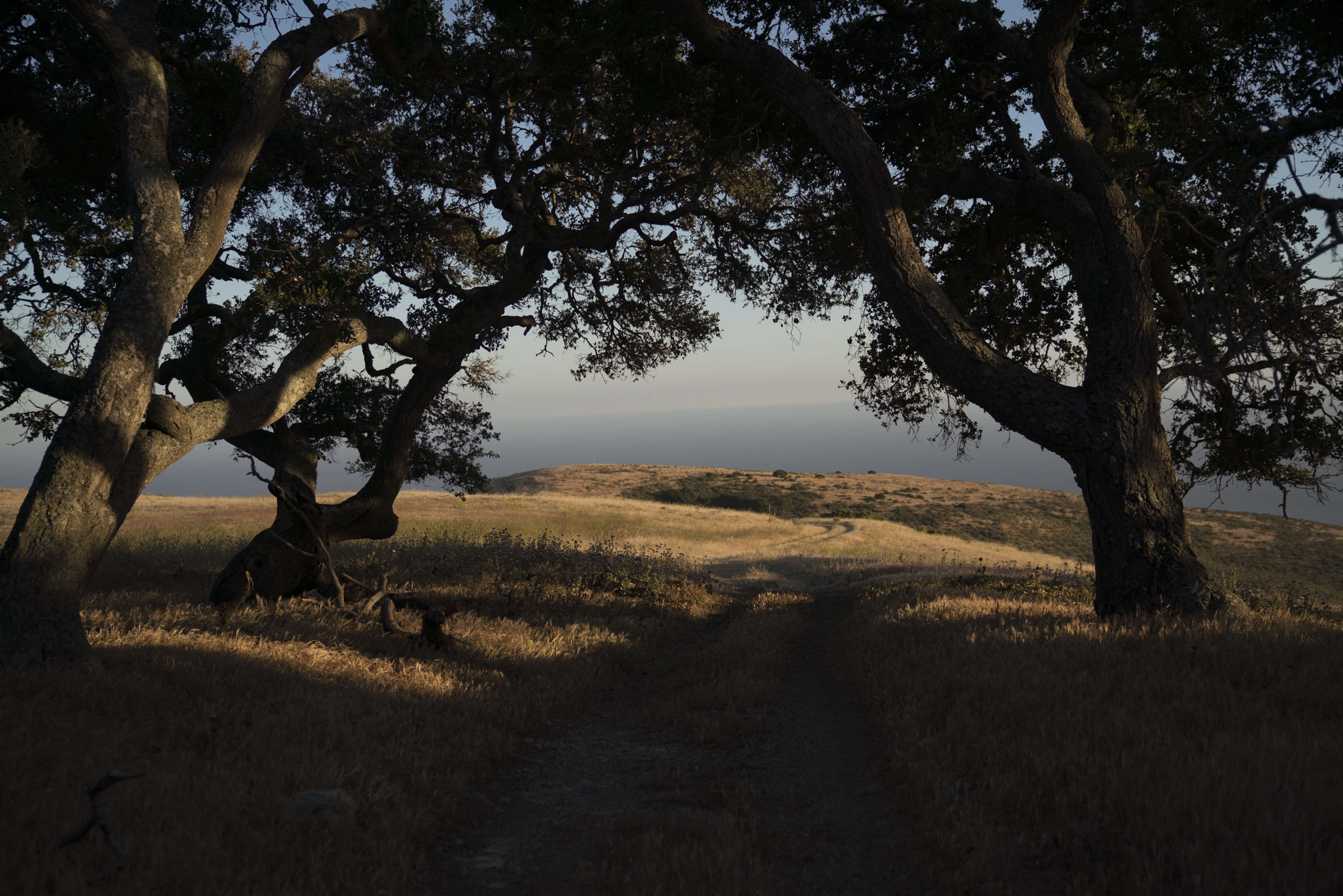 view through oak trees looking at the ocean with rolling hills in the foreground