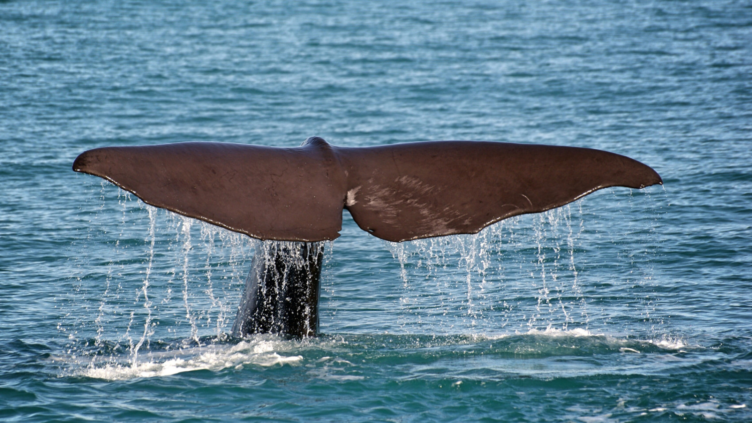 A sperm whale tail as it dives into the ocean