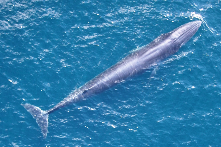 Rice's whale swimming in ocean, bird's eye view Credit: NOAA Fisheries (MMPA Permit #21938)
