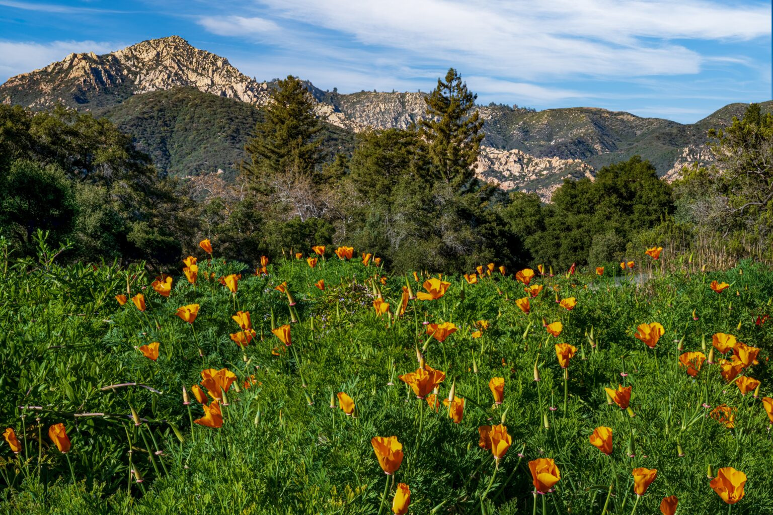 mountains in the background, a meadow of california poppies