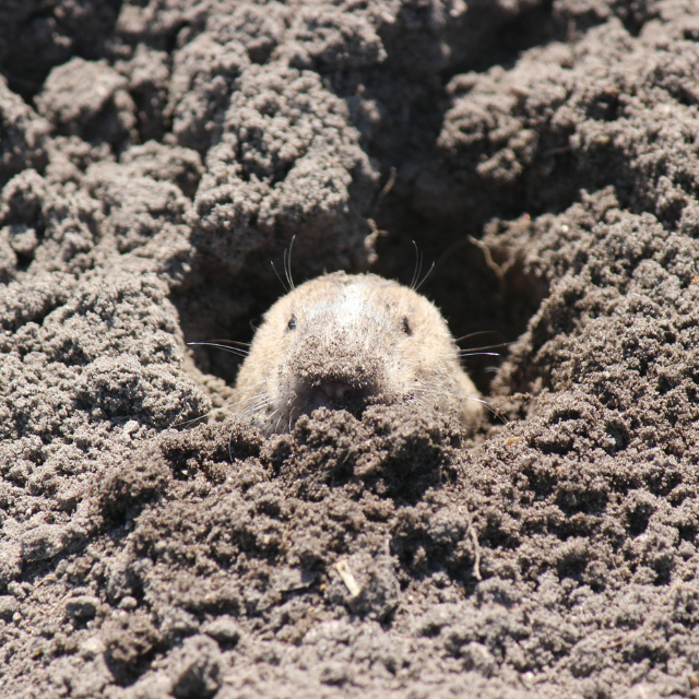 Gopher peering our over its burrow in the dirt on a sunny day.