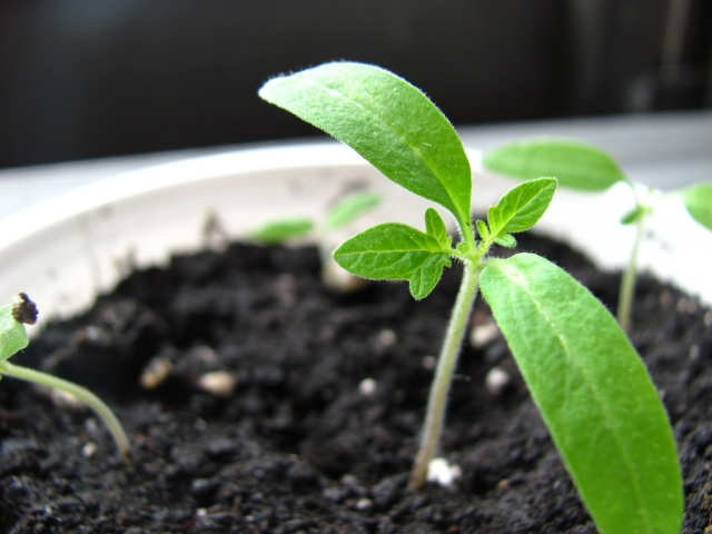 soil and small plant suckling