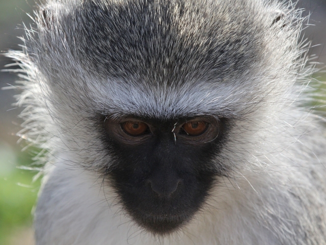 face of blue monkey