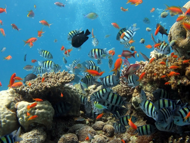 underwater fish and coral scene