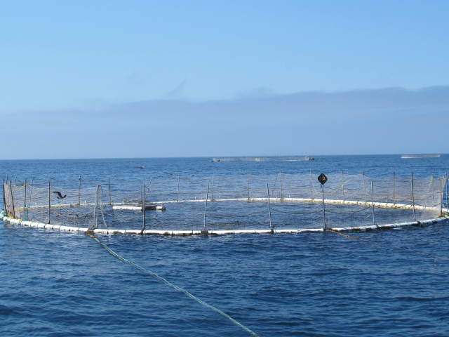 aquaculture circular cage 