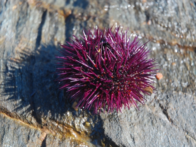 purple spiky urchin
