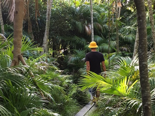 Man walking through rainforest