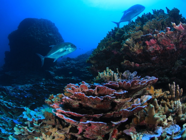 underwater view of fish swimming and coral