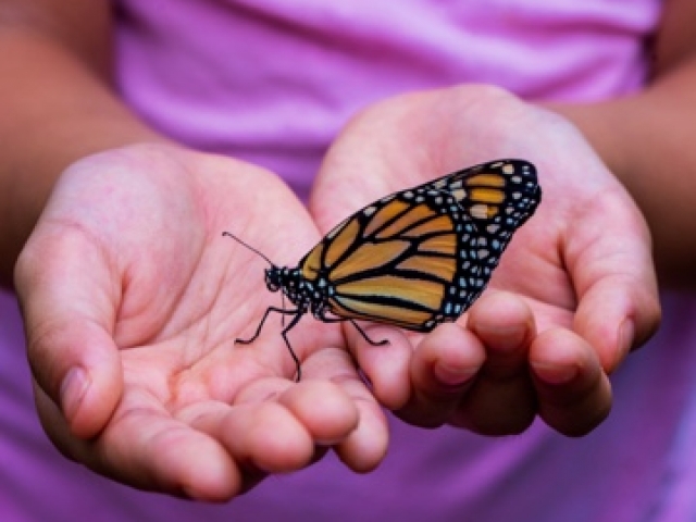 butterfly in hands