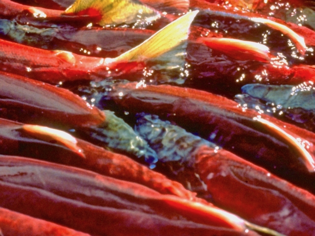 Mass of salmon swimming