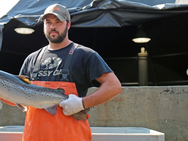 Salmon farmer holding salmon