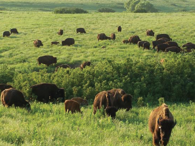 Herd of buffalo in Konza Prairie