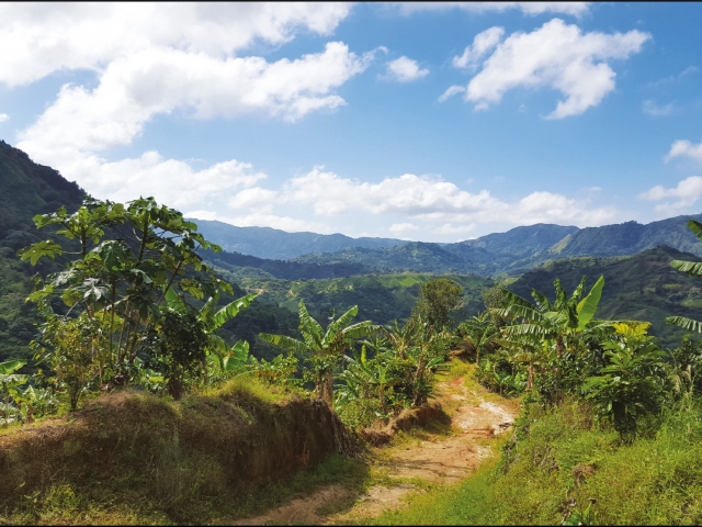 Coffee Farm