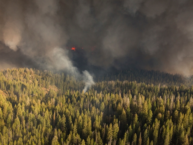 Wildfire in forest