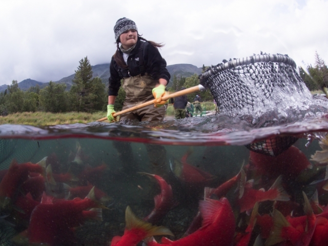 Woman using net to fish for salmon