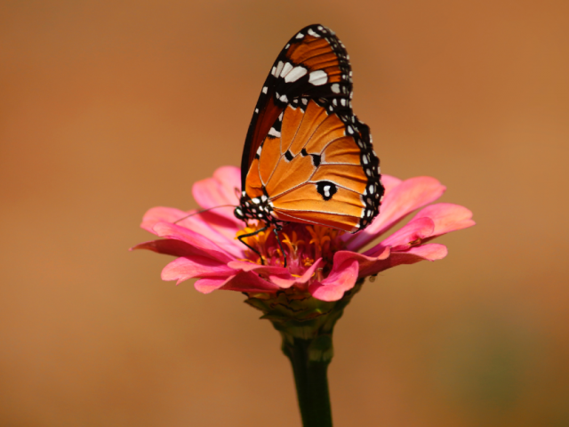 butterfly on pink flower