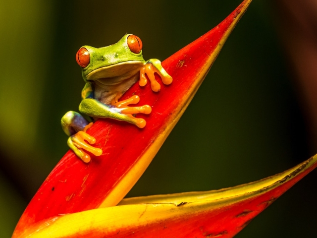 frog on a red plant