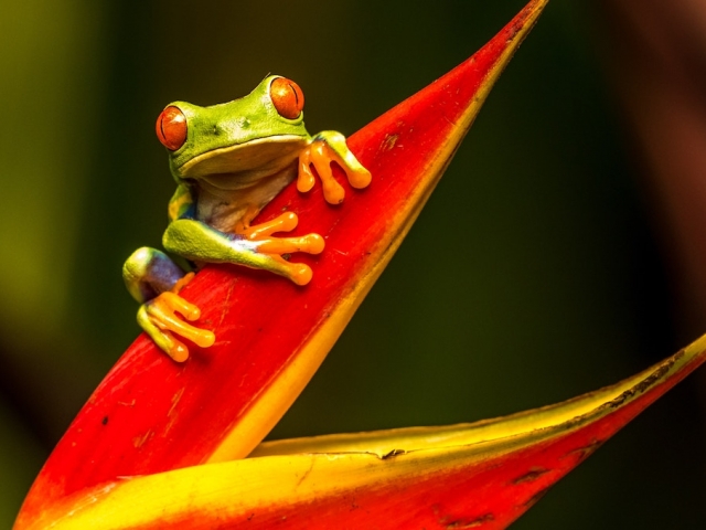 Small frog on red flower